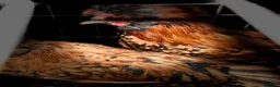 Chickens poultry for sale: POL hens and ducks - Advert 11