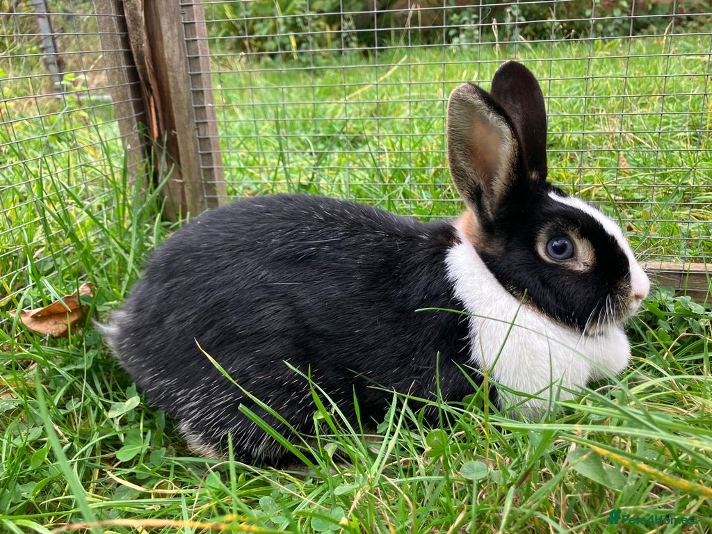 Netherland Dwarf rabbits Female Netherland Dwarf, 2 years old, vaccinated - Advert 5