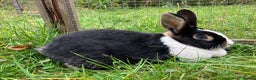 Netherland Dwarf rabbits for sale: Female Netherland Dwarf, 2 years old, vaccinated - Advert 1