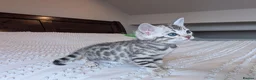 Bengal cats for sale: 🖤🩶🤍 Stunning Bengal Kittens 🤍🩶🖤 - Advert 16
