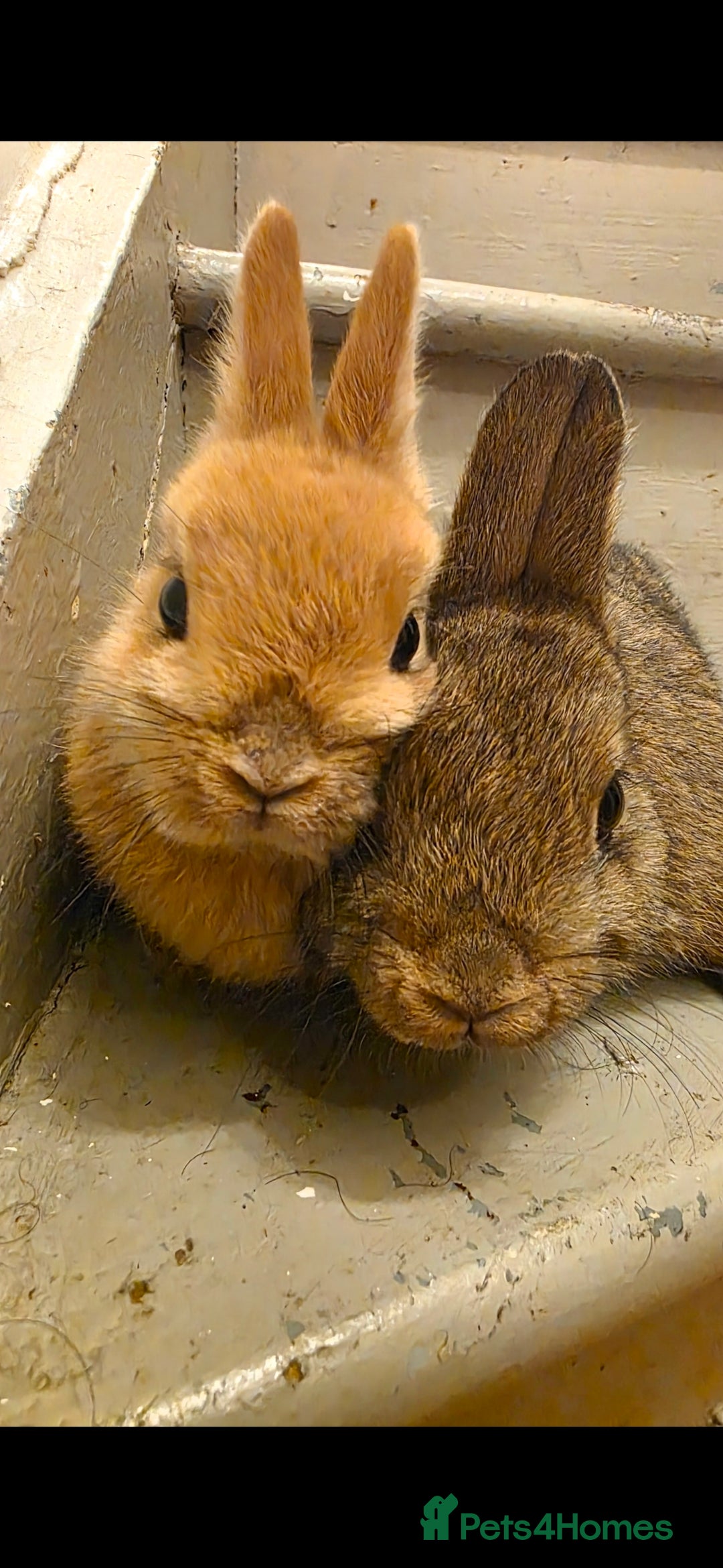 Netherland Dwarf rabbits for sale: Beautiful Bonded Pair of Netherland dwarf Bunnies  - Advert 1