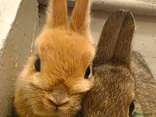 Netherland Dwarf rabbits Beautiful Bonded Pair of Netherland dwarf Bunnies - Advert 3