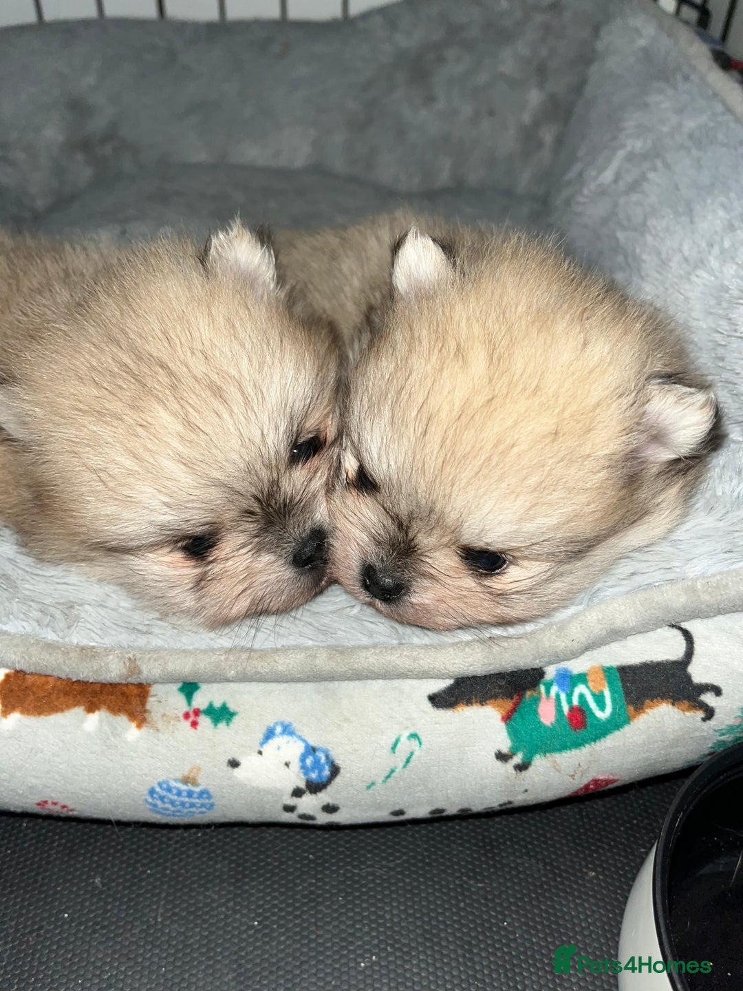 Pomeranian dogs for sale: 2 beautiful Pomeranian puppies - Advert 5