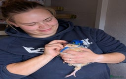 Chickens poultry for sale: 4 Buff Orpington Cockerels 6 weeks old - Image 4