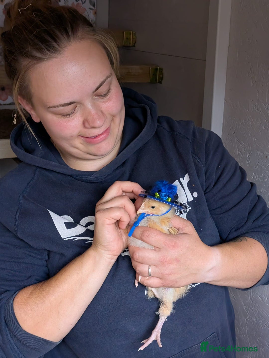 Chickens poultry for sale: 4 Buff Orpington Cockerels 6 weeks old - Image 4