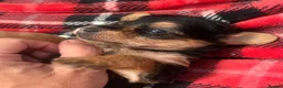 Yorkiepoo dogs for sale: Outstanding Yorkipoos F1 last 3 remaining - Advert 21