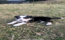 Border Collie dogs for sale: Border Collie Puppies - Image 4
