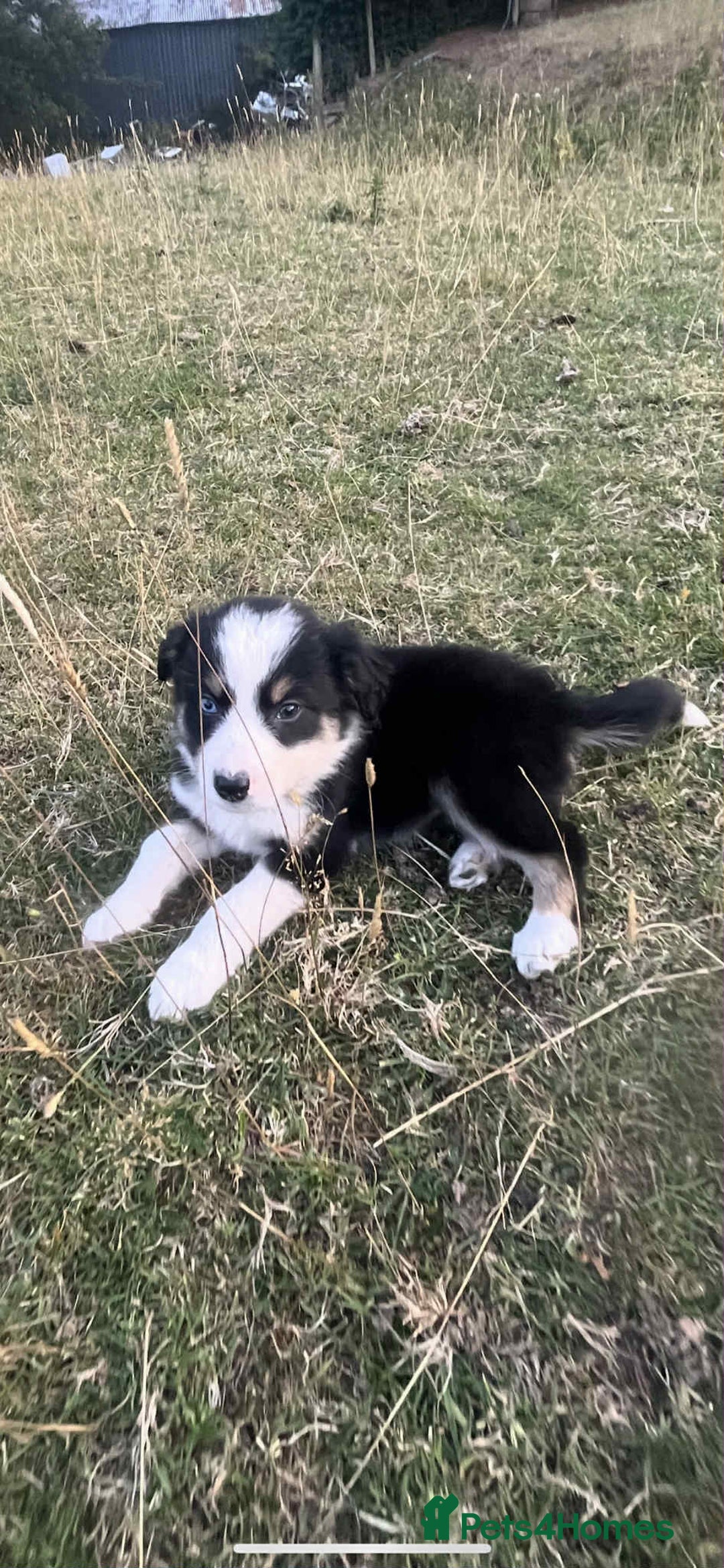 Border Collie dogs for sale: Border Collie Puppies - Image 4