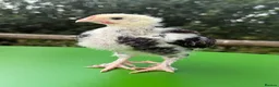 Chickens poultry for sale: Unsexed favorolle and leghorn x chicks. - Advert 4