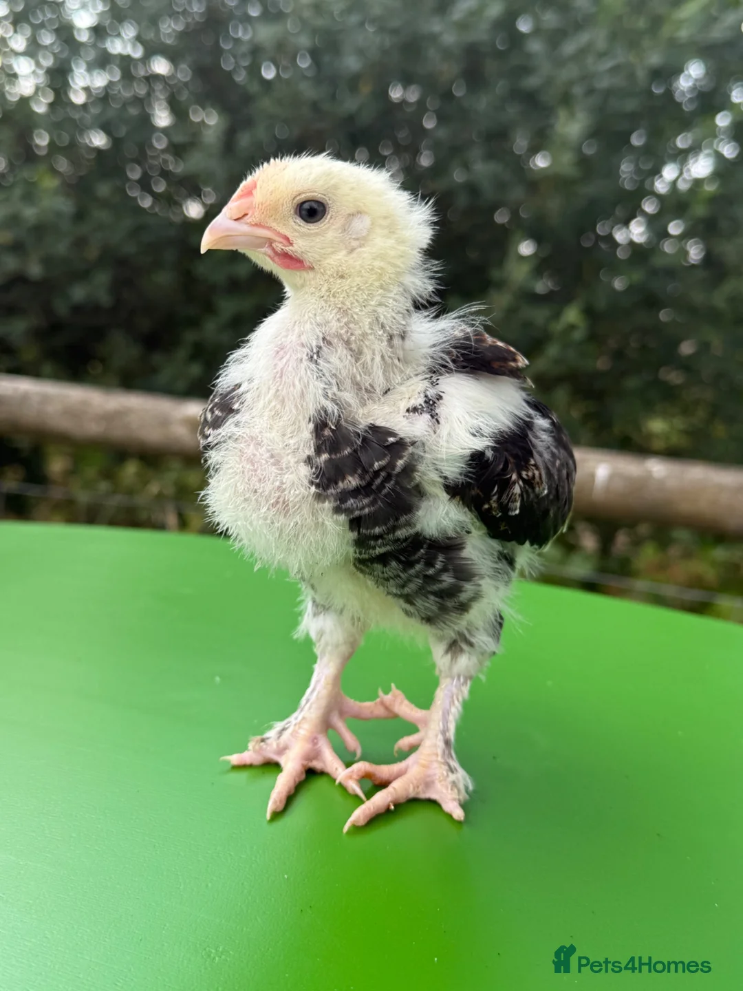 Chickens poultry for sale: Unsexed favorolle and leghorn x chicks. - Advert 4