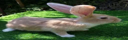 Continental Giant rabbits for sale: PURE Continental Giants - White Eared - Vaccinated - Advert 6