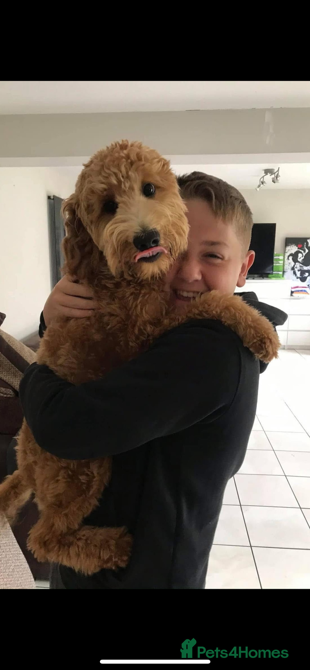 Labradoodle dogs for sale: Labradoodle puppies  - Image 8