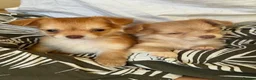 Chihuahua dogs for sale: Beautiful Long-Haired Chihuahua Puppies ❤️ - Advert 18