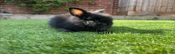 Lionhead rabbits for sale: Mini double maned lionheads and mini lops  - Advert 12