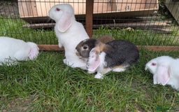 Mini Lop rabbits for sale: Baby Mini Lops - Image 2