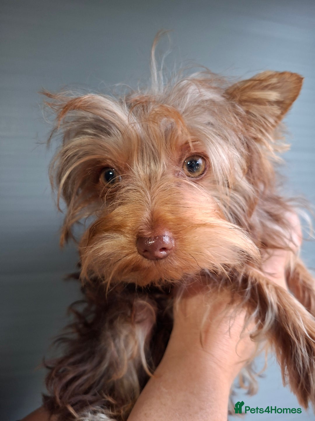 Yorkshire Terrier dogs for sale: Beautiful Toy Yorkshire Terrier puppies - Image 14