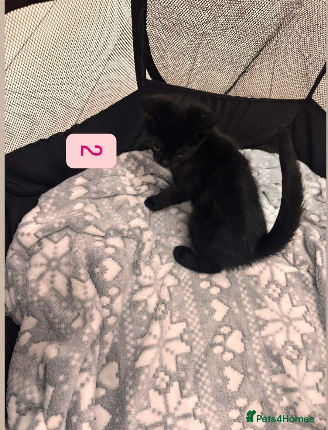 Mixed Breed cats for sale: Tabby Kittens available  - Advert 7