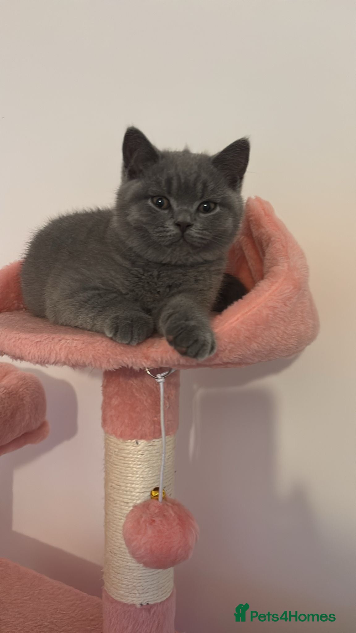 British Shorthair cats 🧸2 Remaining Chunky British Shorthair Kittens🧸 - Advert 16