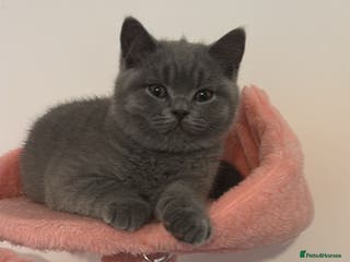 British Shorthair cats 🧸2 Remaining Chunky British Shorthair Kittens🧸 - Advert 16