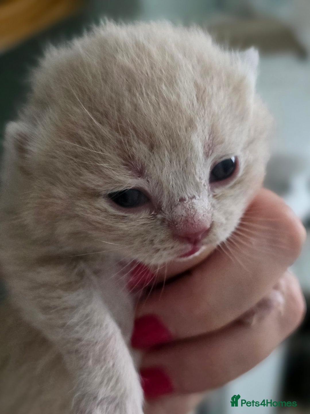 British Shorthair cats for sale: Excellent Quality BSH kittens for Reservation - Image 20