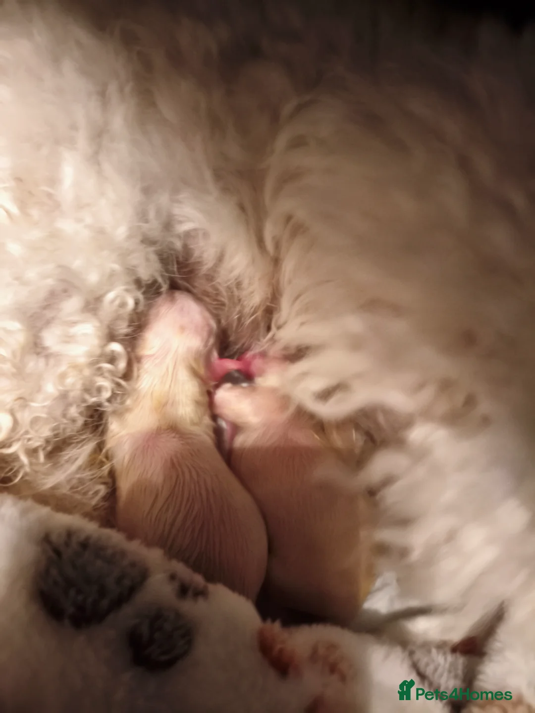 Mixed Breed dogs for sale: Bichon frise with maltipoo  - Advert 7