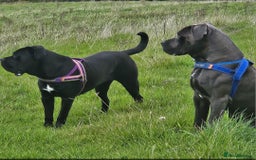 Cane Corso dogs for sale: Cane corsos  in Whitehaven - Image 17