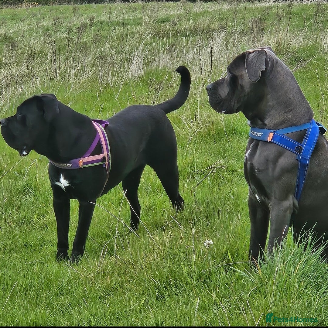 Cane Corso dogs for sale: Cane corsos  in Whitehaven - Image 17