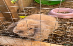 Mini Lion Lop rabbits for sale: Mini lops - Image 4