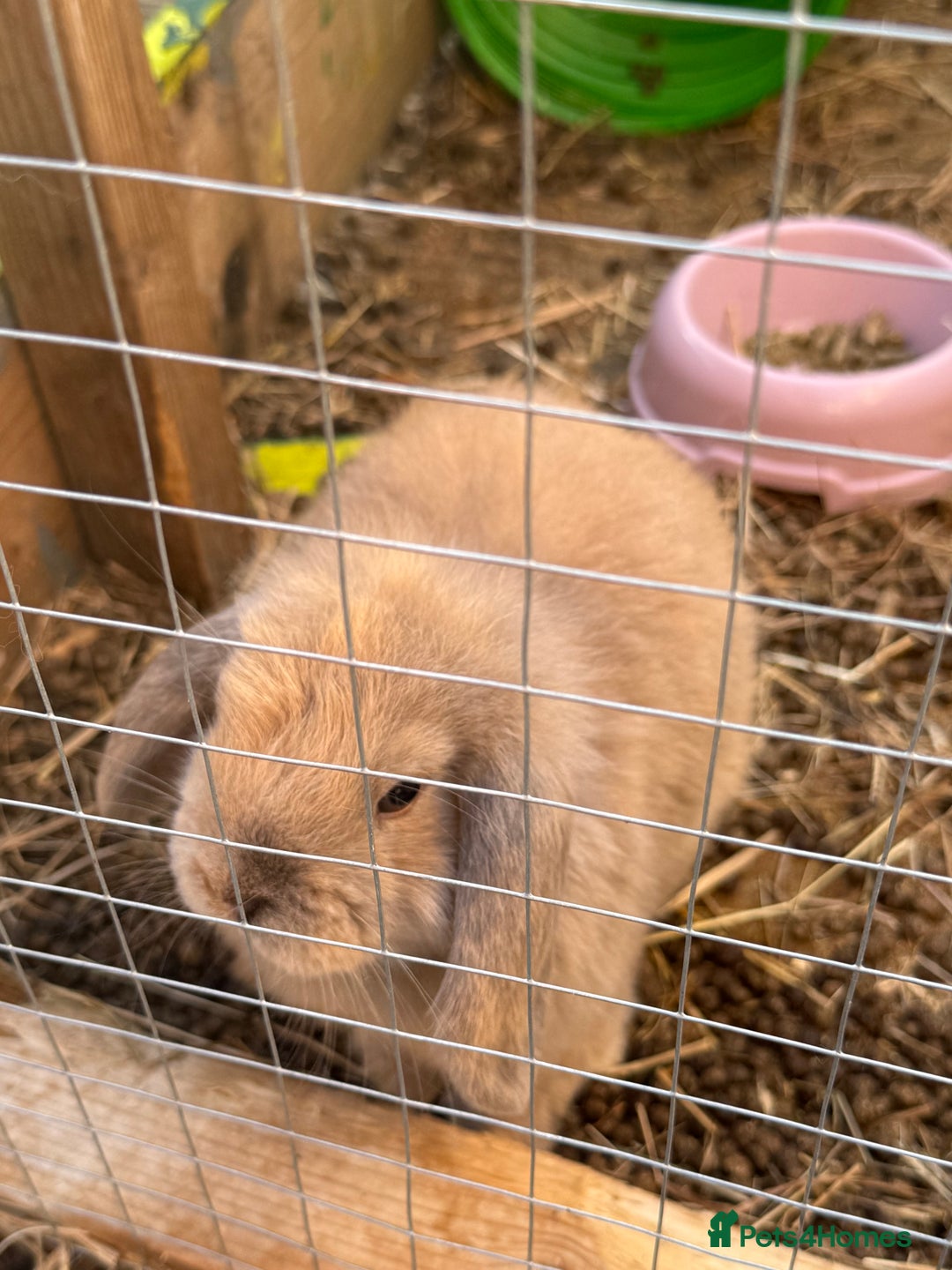 Mini Lion Lop rabbits for sale: Mini lops - Image 4