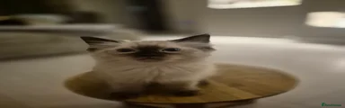 Ragdoll 1