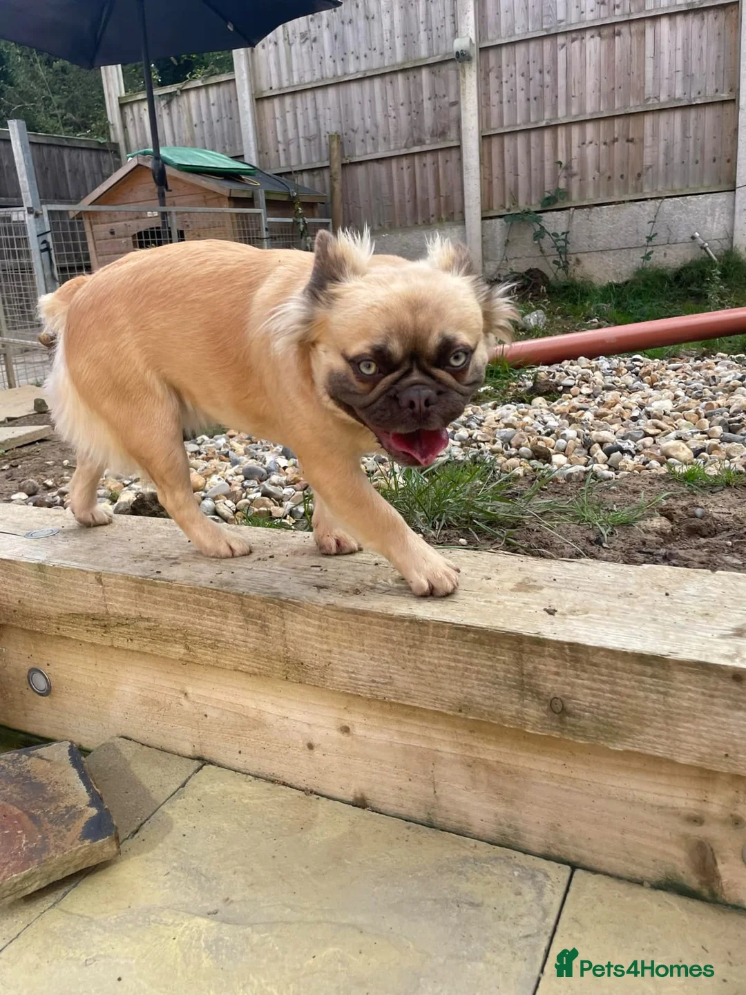 French Bulldog dogs for sale: Beautiful French Bulldog puppies - Advert 38