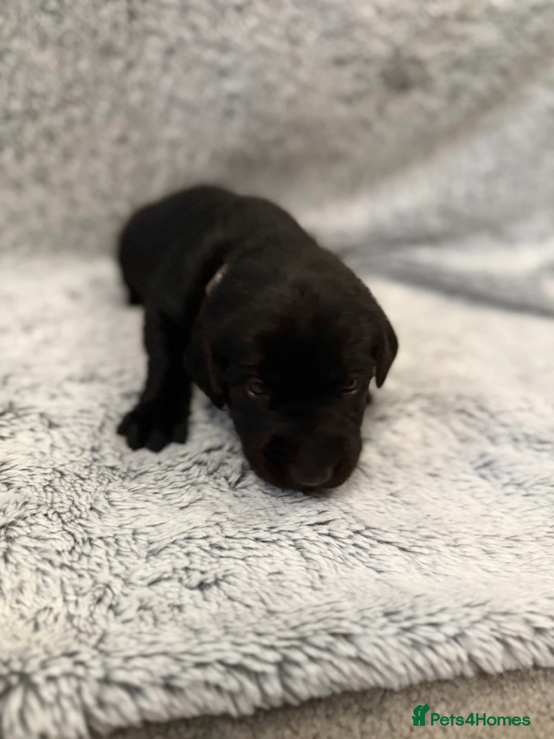 Labrador Retriever dogs for sale: KC Registered Labrador Retriever Puppies - Advert 15