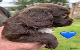 Cocker Spaniel dogs for sale: GORGEOUS WORKING COCKER PUPS - Image 15