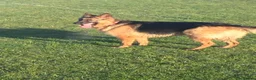 German Shepherd dogs for sale: German Shepherds – Loving Home Needed - Advert 5