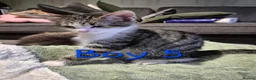 Mixed Breed cats for sale: 6 kittens * Ready Now * in Telford - Advert 18