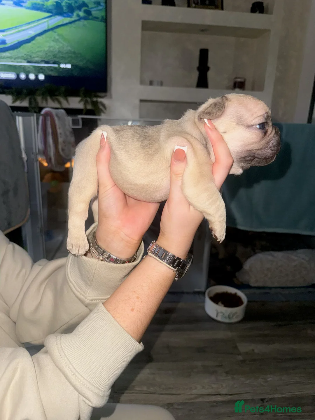 French Bulldog dogs for sale: Elegant Litter of Six KC Registered French Bulldog - Advert 11