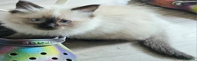 Ragdoll 2