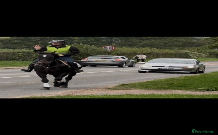 English Thoroughbred horses - Advert 6