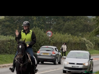 English Thoroughbred horses - Advert 22