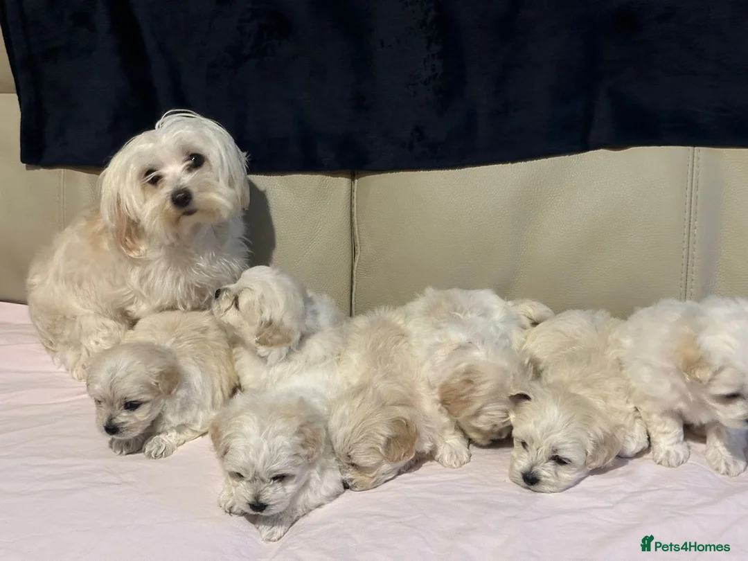 Maltese dogs for sale: Maltese puppies  - Advert 1