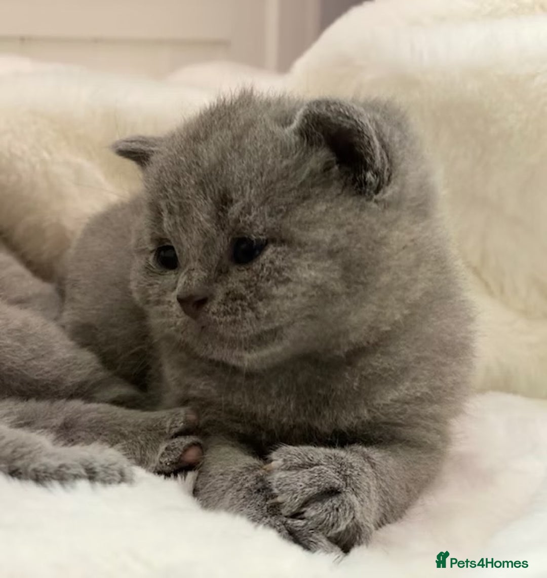 British Shorthair cats for sale: British shorthair kitties - Registered kitties - Advert 9