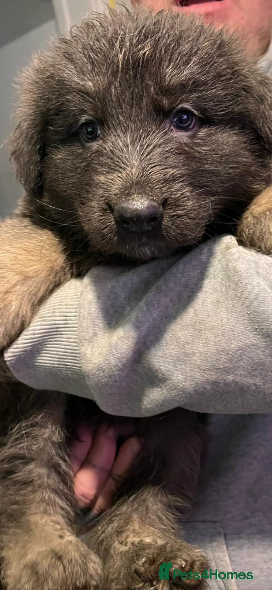 German Shepherd dogs for sale: Blue GSD’s 3 females remaining - Advert 5