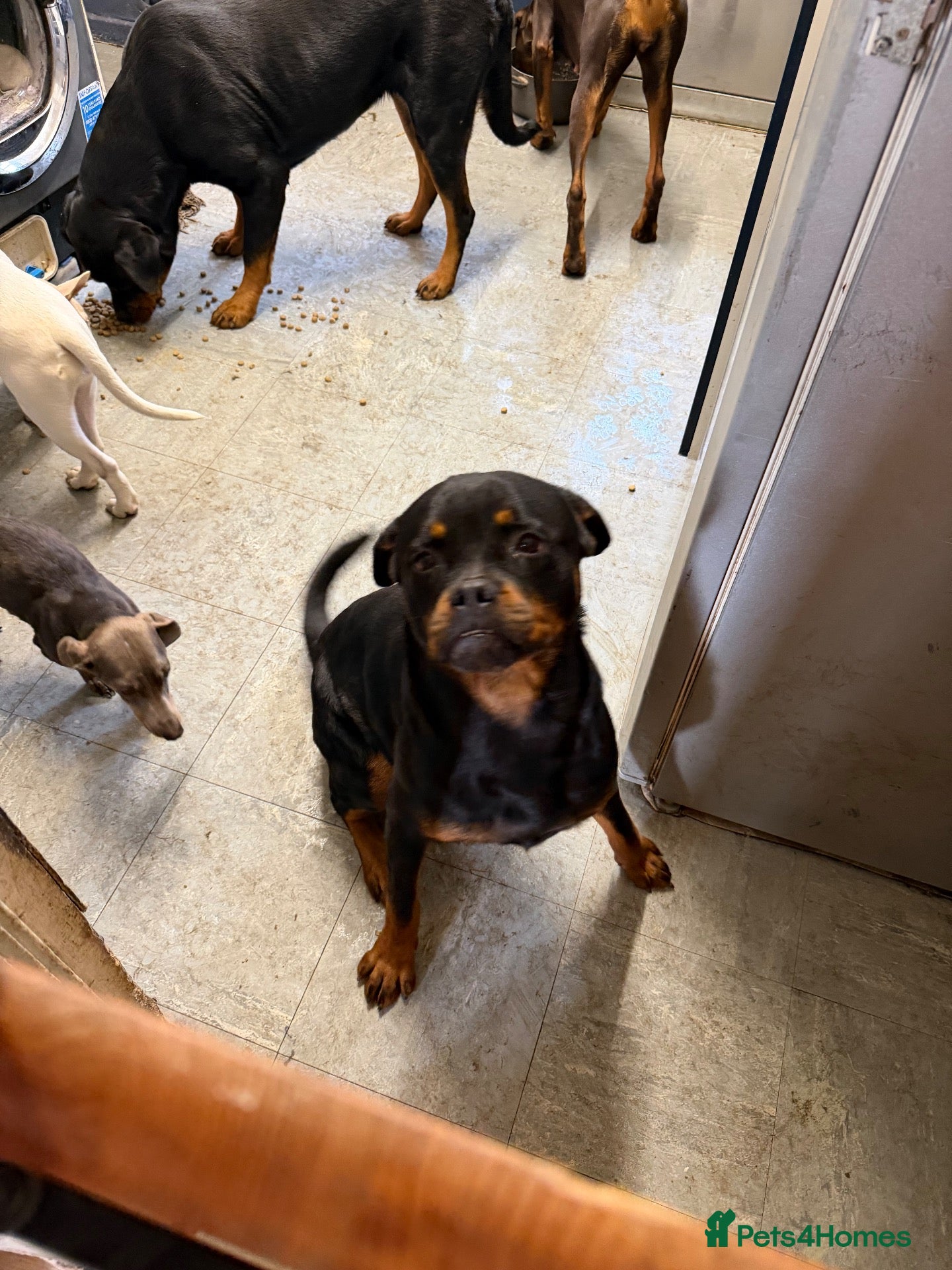 Rottweiler dogs for sale: 11 months old german Rottweiler  - Advert 2