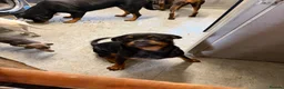 Rottweiler dogs for sale: 11 months old german Rottweiler  - Advert 1