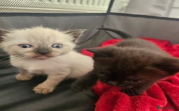British Shorthair cats for sale: 5 Beautiful Short British haired Kittens  - Image 16
