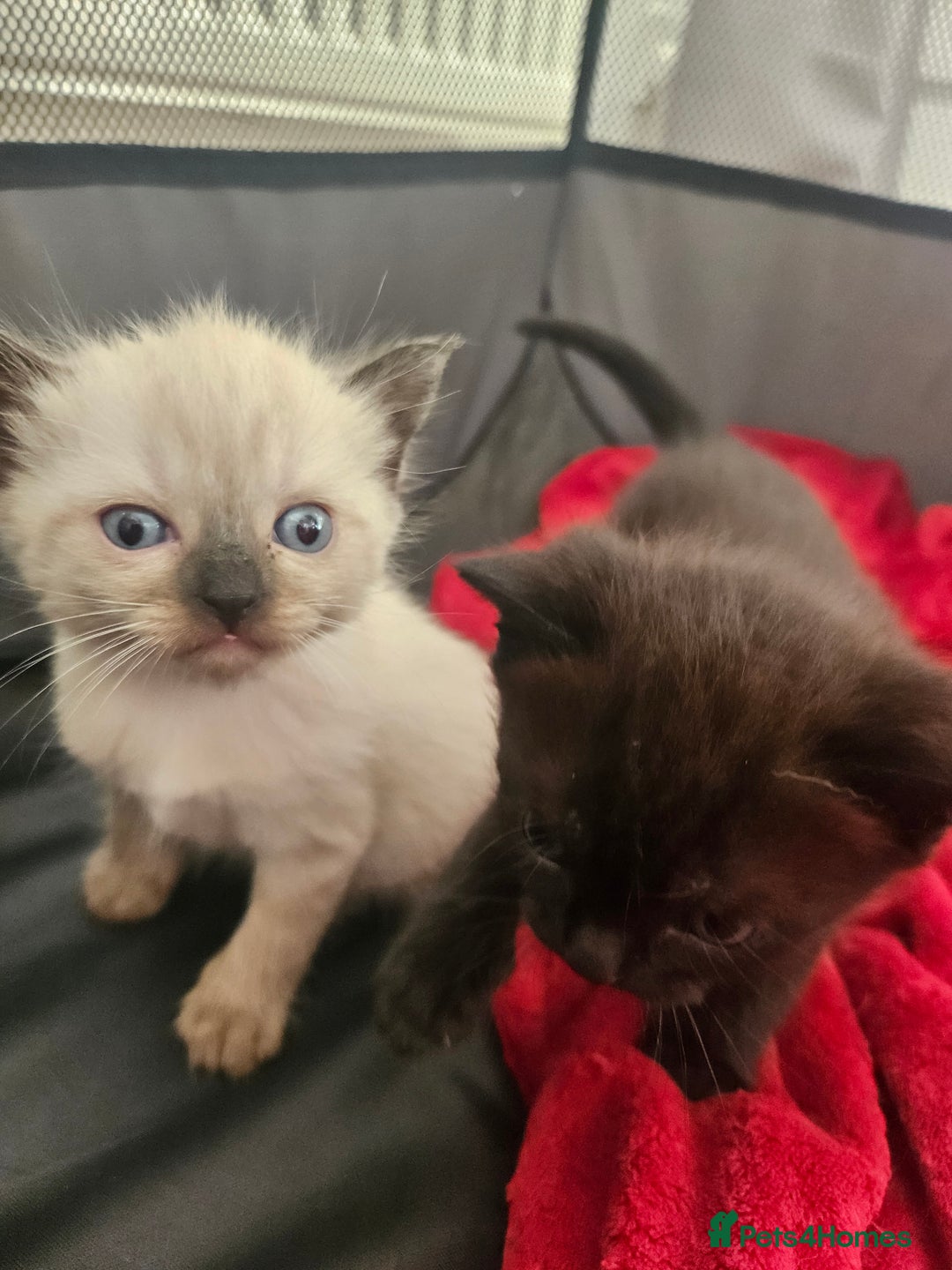 British Shorthair cats for sale: 5 Beautiful Short British haired Kittens  - Image 16