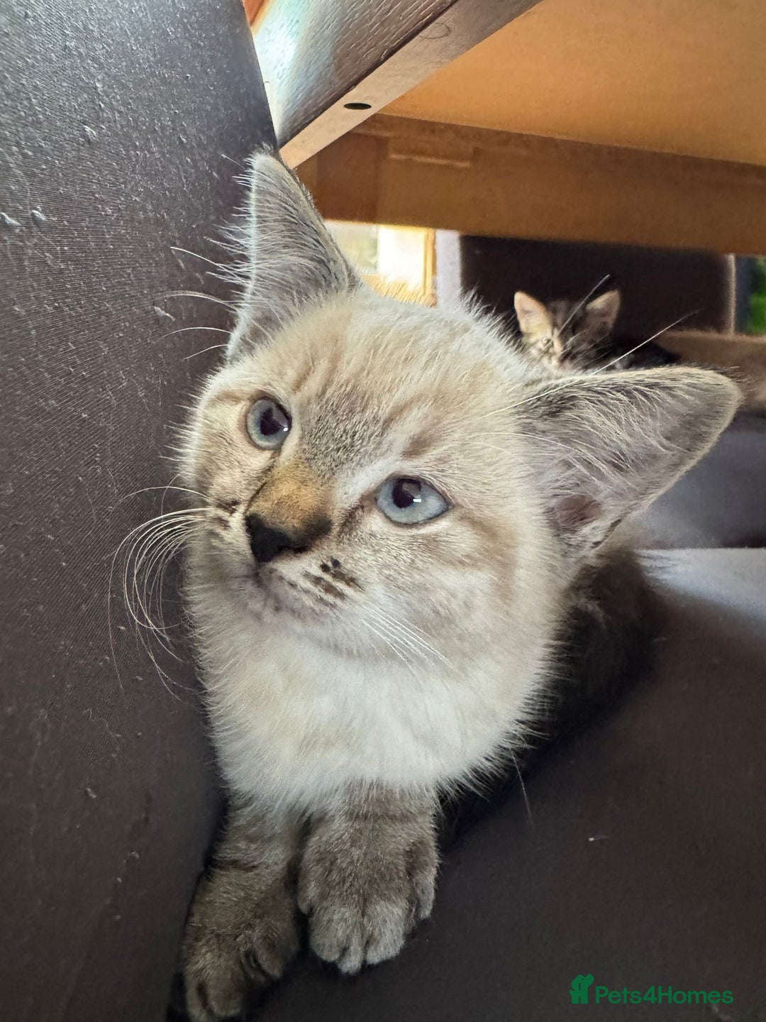 Mixed Breed cats for sale: Friendly kitten for sale - Image 6