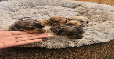 Miniature Dachshund dogs - Advert 6