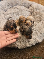Miniature Dachshund dogs - Advert 4