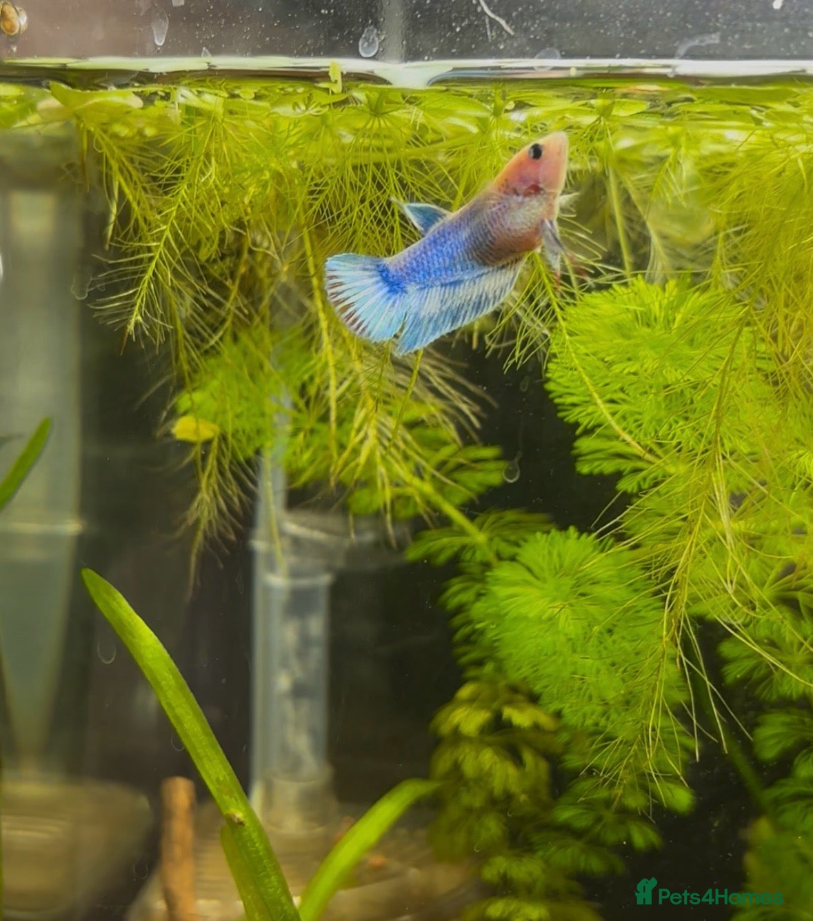Bettas fish 🐠💙 Female Betta for Sale | Home-Bred 💙🐠 - Advert 8